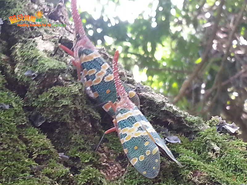 龍眼雞, 又名長鼻子