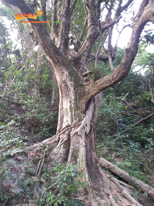 Old and Valuable Tree at Lai Tau Shek