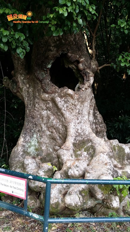The hollow tree at Lai Chi Wo