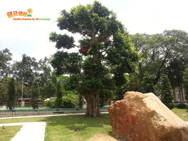 New Wishing Tree at Lam Tsuen