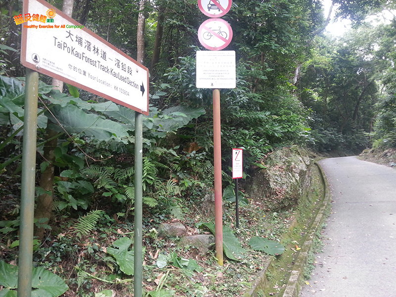 Tai Po Kau Forest Track - Kau Lead Section