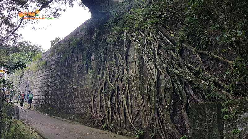 A stone wall tree