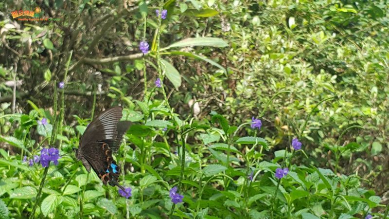 假馬鞭吸引多種蝴蝶