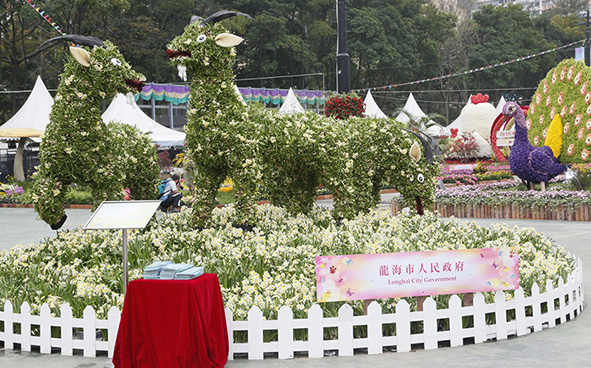 Longhai City Government- Fragrant Narcissus Welcomes the Spring Festival