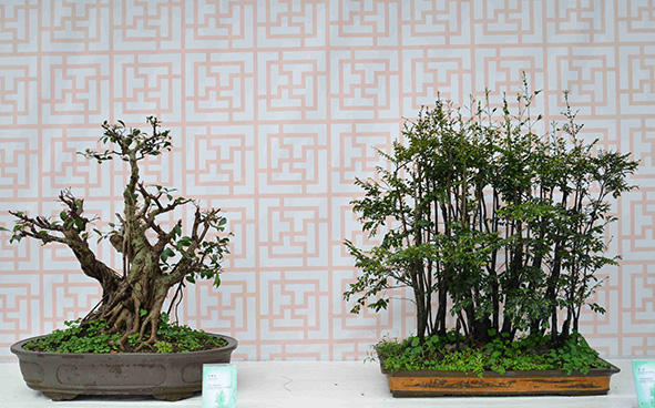 Association of Horticulture, Lantau Island