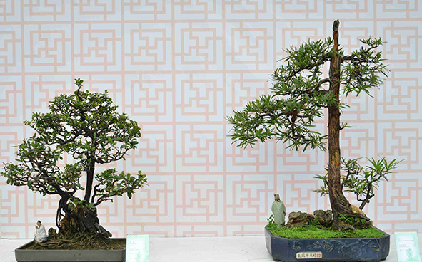 Sha Tin Bonsai Association