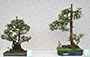Sha Tin Bonsai Association