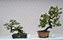 Hong Kong Penjing & Artstone Society Co. Ltd.