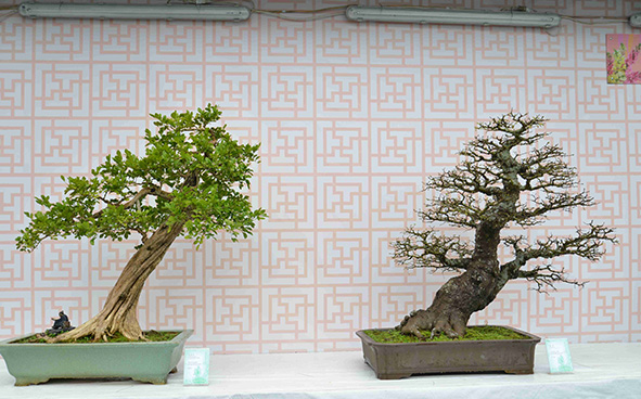 Hong Kong Bonsai International