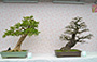 Hong Kong Bonsai International