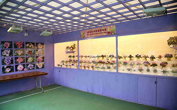 African Violet Society of Hong Kong