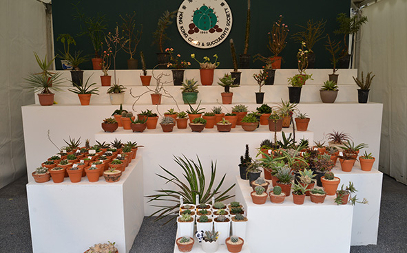 Hong Kong Cacti And Succulents Society
