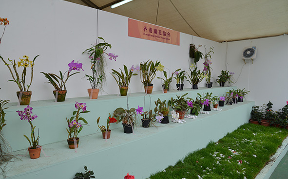 Hong Kong Orchid Association