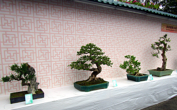 Hong Kong Bonsai International