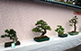 Hong Kong Bonsai International