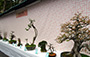 Penjing Association of Hong Kong