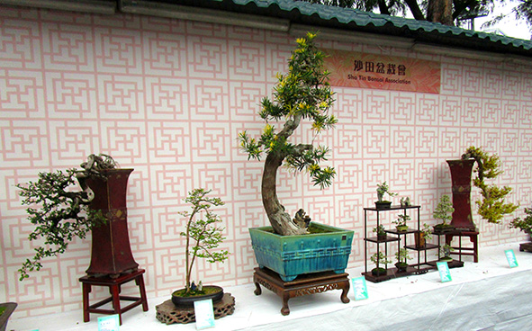 Sha Tin Bonsai Association