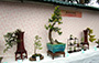 Sha Tin Bonsai Association