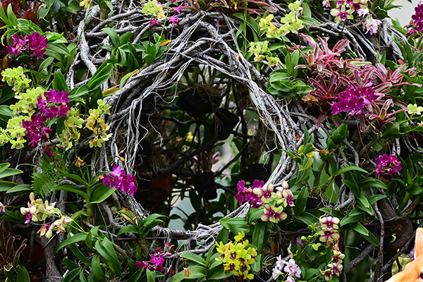 Fairy Garden (Fern Garden)