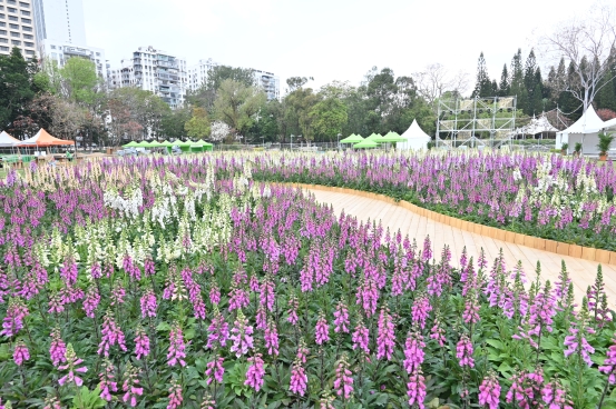 Sea of Foxgloves