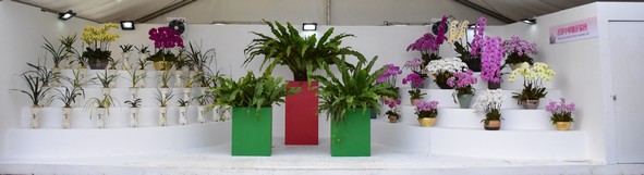 香港中華蘭花協會