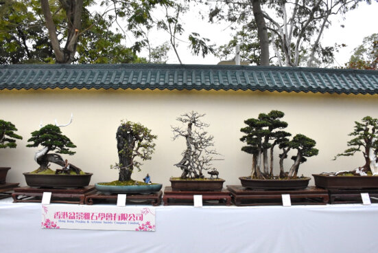 香港盆景雅石學會有限公司