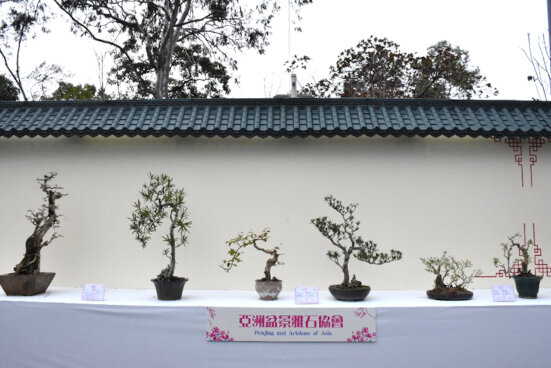亞洲盆景雅石協會