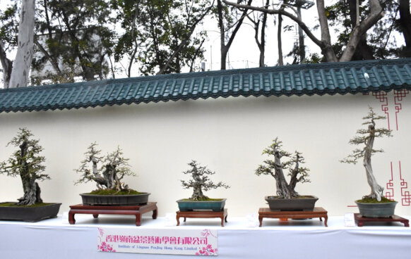 香港嶺南盆景藝術學會有限公司