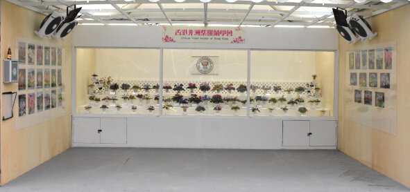 香港非洲紫罗兰学会