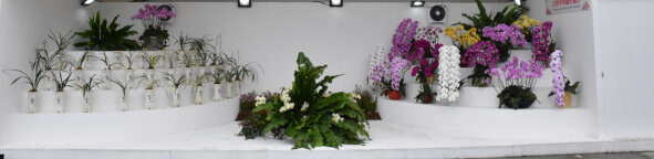 香港中华兰花协会