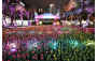 郁金香花海