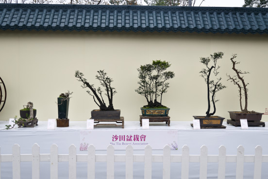 沙田盆栽會