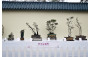 沙田盆栽會