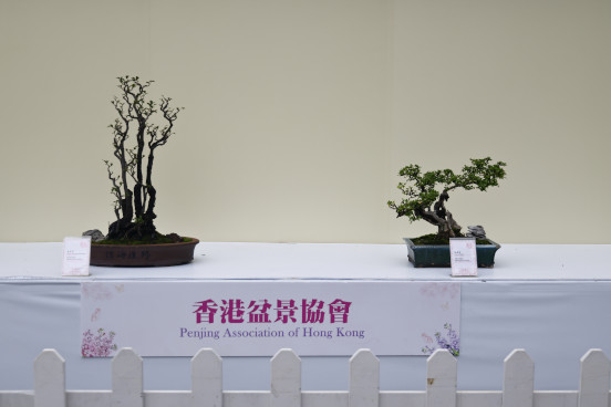 香港盆景協會