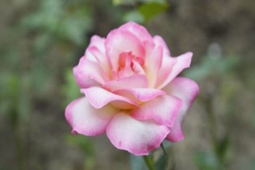 China Rose
