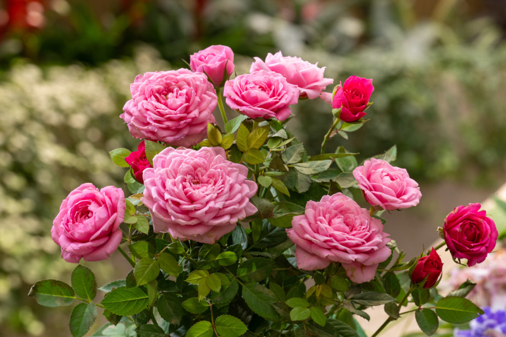 China Rose