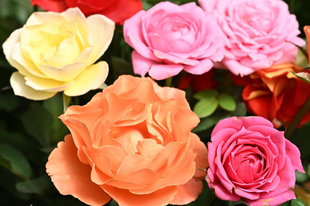 China Rose