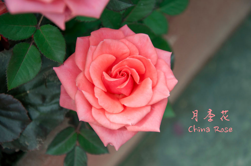 Hong Kong Flower Show web banner