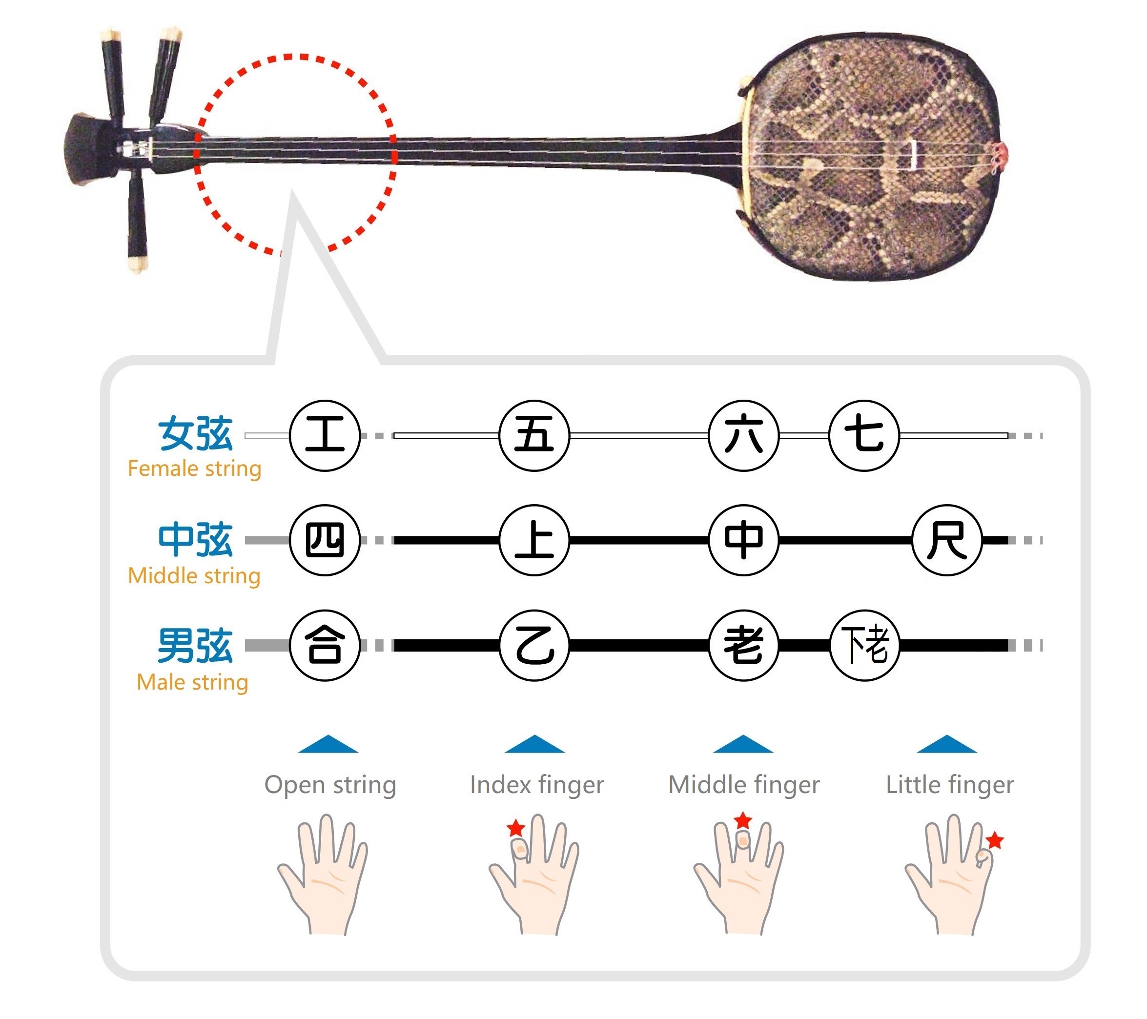 A simplified illustration on the sanshin left hand fingering
