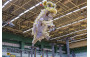 Dragon and Lion Dancing Highlights