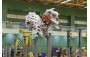 Dragon and Lion Dancing Highlights
