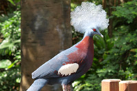 Maroon-breasted Crowned Pigeon 