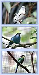香港公園觀鳥園 1