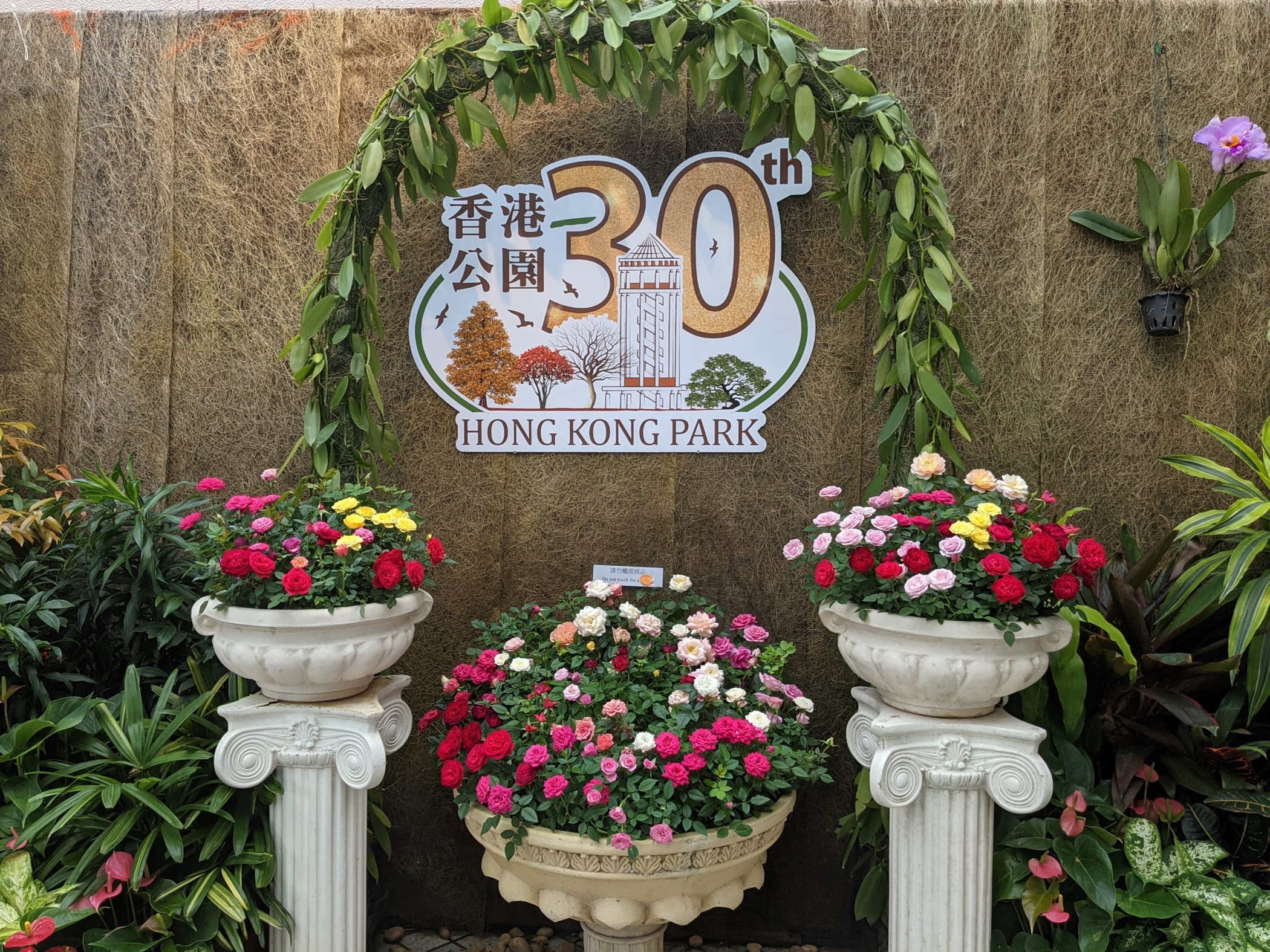 香港公园「蔷薇科植物展」
