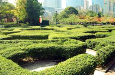Maze Garden 1