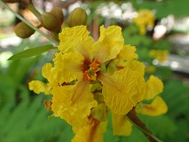 Yellow Poinciana