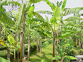 Banana Tree Path 2