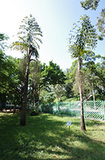 棕櫚科