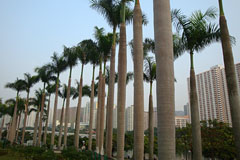 Palm Path