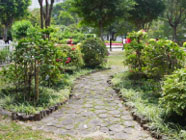 簕杜鹃园-位于公园入口处附近，栽种了多个簕杜鹃品种。2